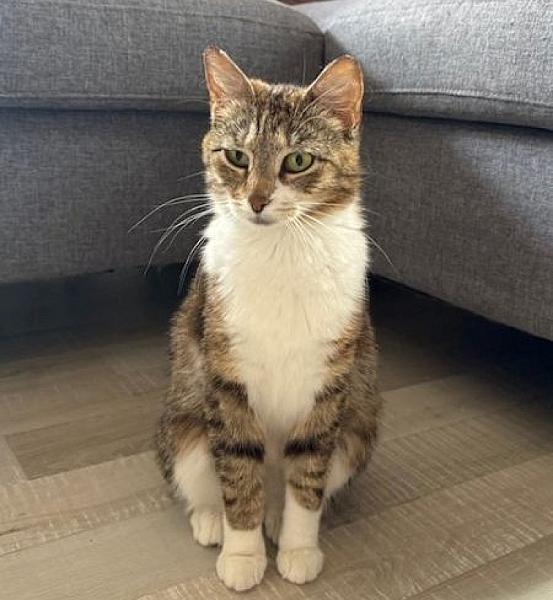 Kattenpraat