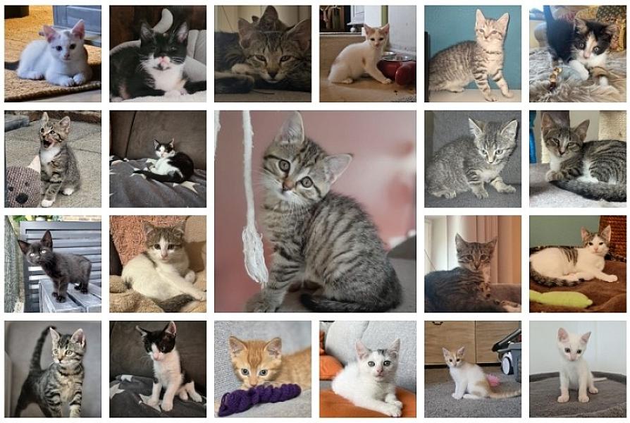 Kattenpraat