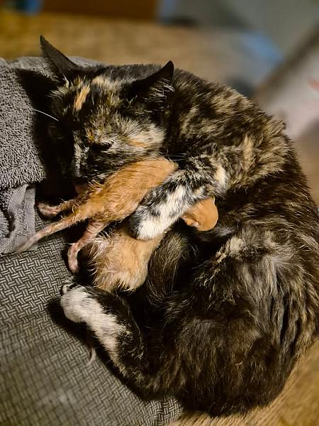 Kattenpraat