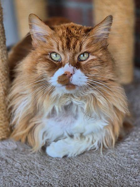 Kattenpraat