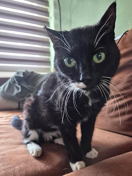 Kattenpraat