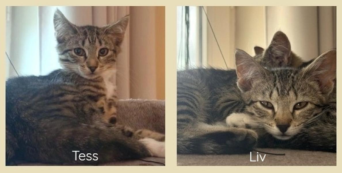 Kattenpraat