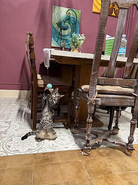 Kattenpraat