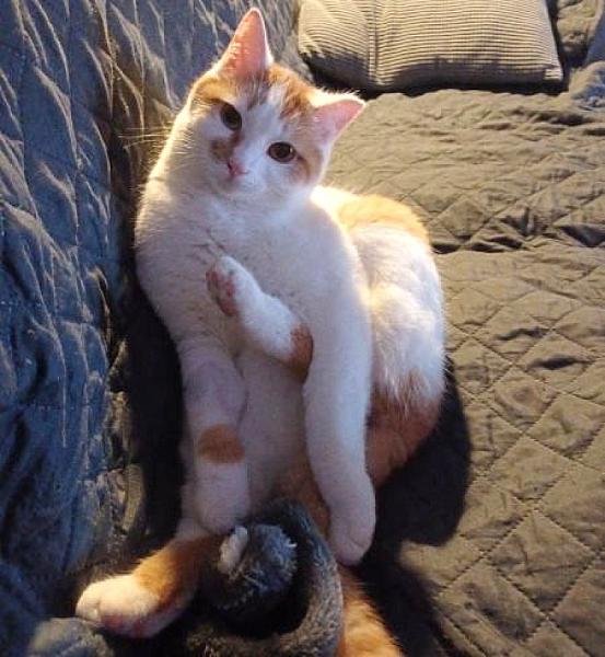 Kattenpraat