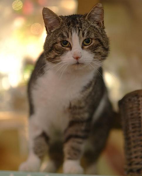 Kattenpraat