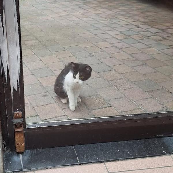Kattenpraat
