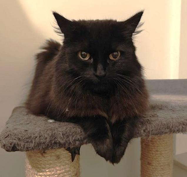 Kattenpraat
