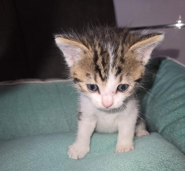 Kattenpraat