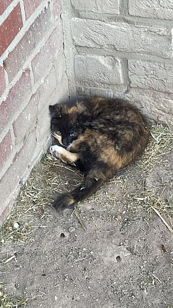 Kattenpraat