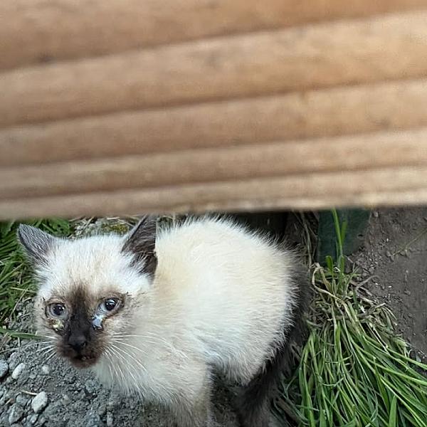 Kattenpraat