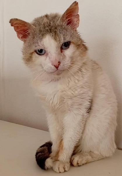 Kattenpraat