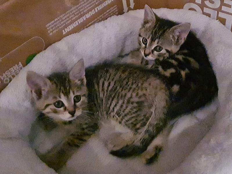 Kattenpraat
