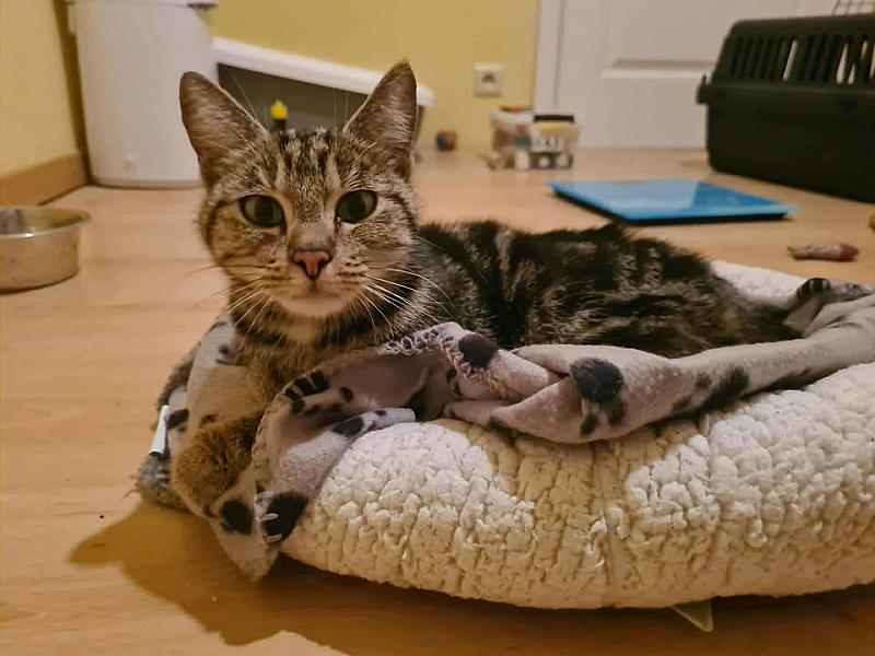 Kattenpraat