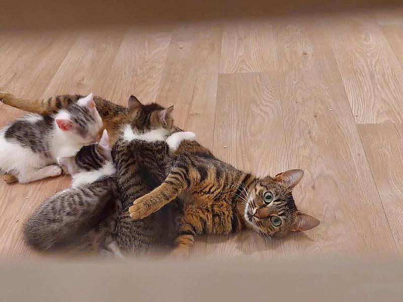 Kattenpraat