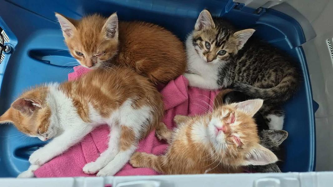 Kattenpraat