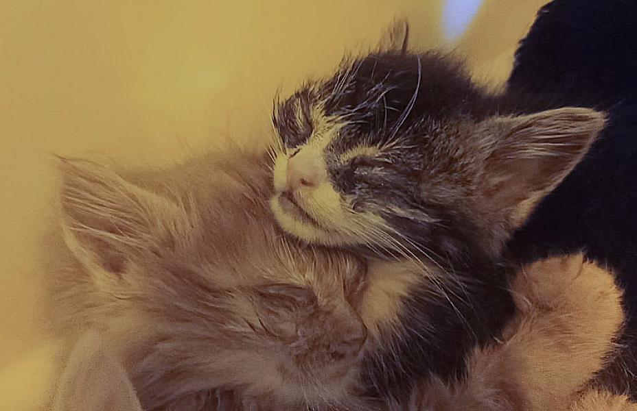 Kattenpraat