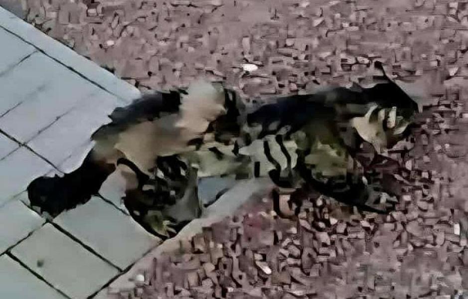 Kattenpraat