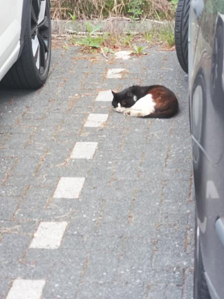 Kattenpraat