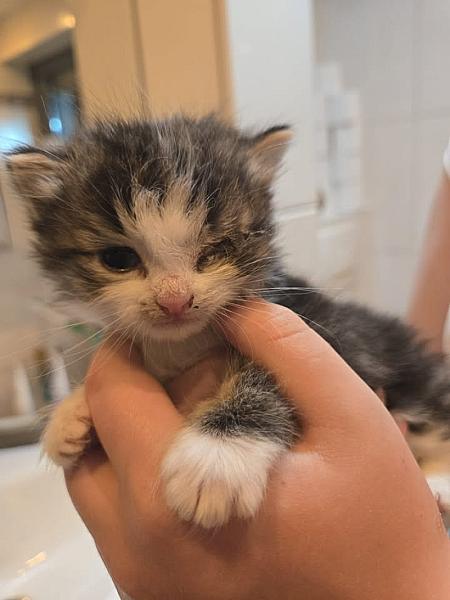 Kattenpraat