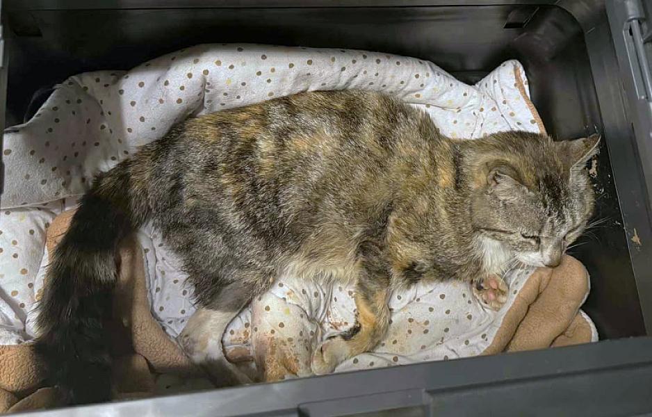 Kattenpraat