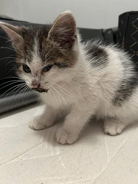 Kattenpraat