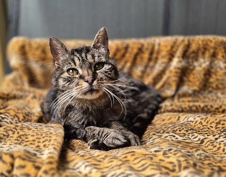 Kattenpraat