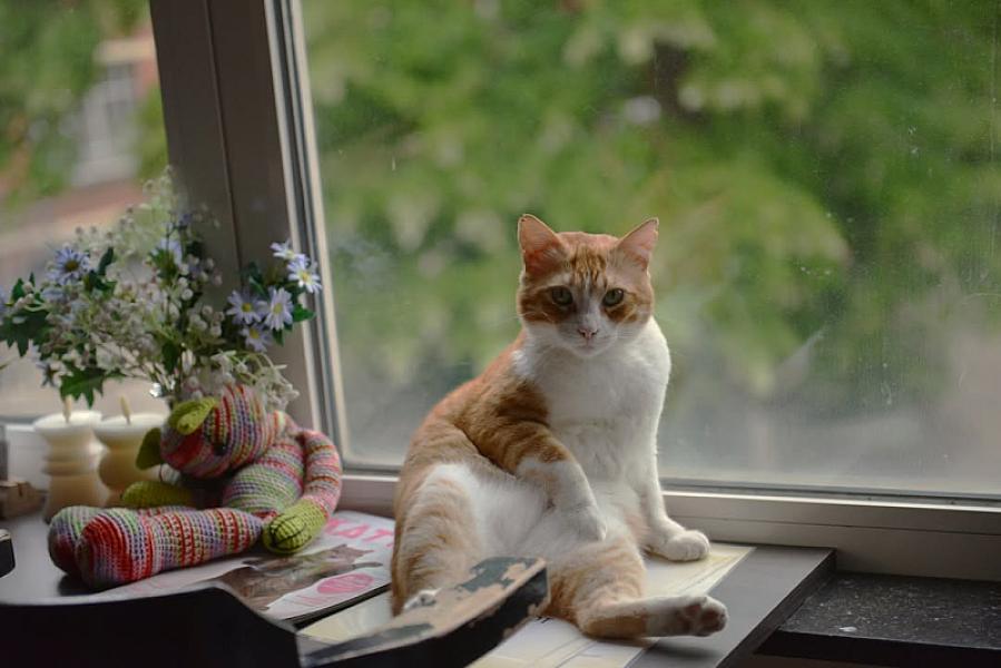 Kattenpraat