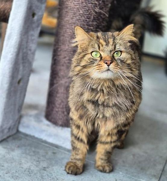 Kattenpraat