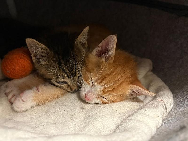 Kattenpraat