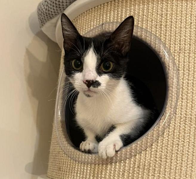 Kattenpraat