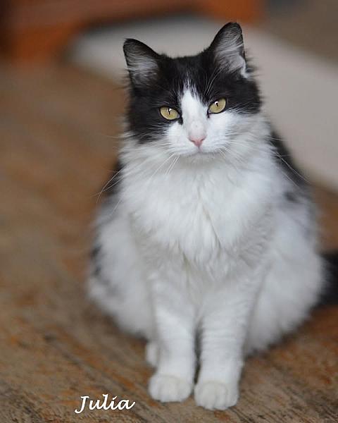 Kattenpraat