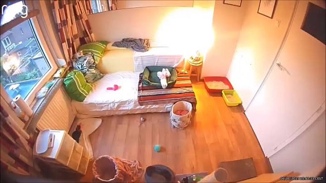 Kattenpraat