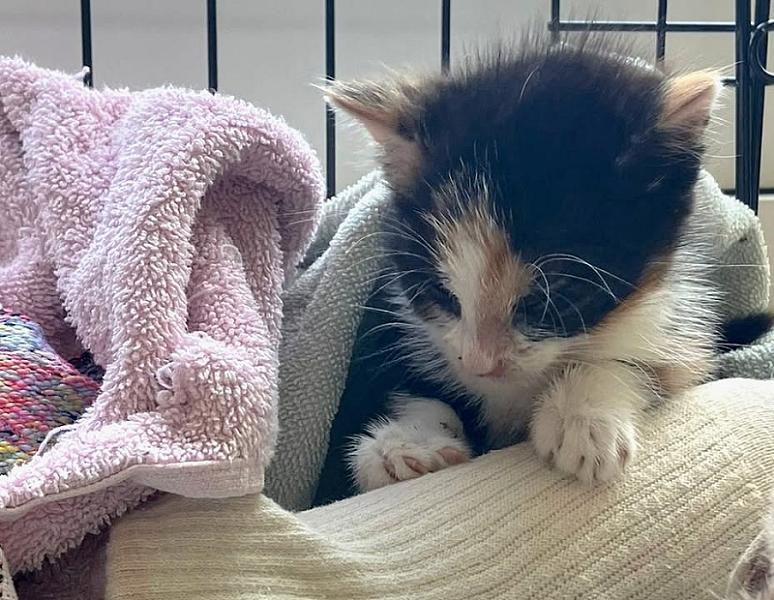 Kattenpraat