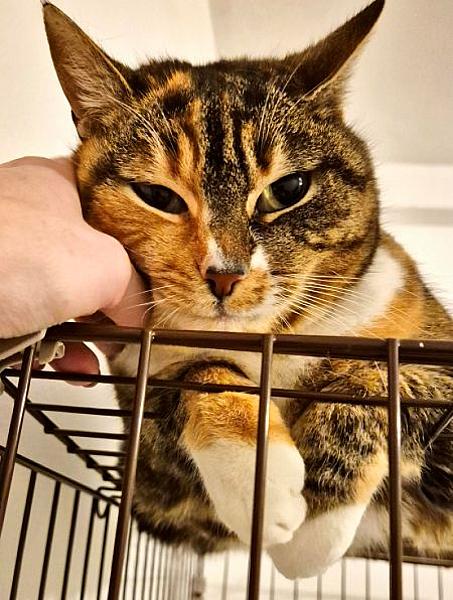 Kattenpraat