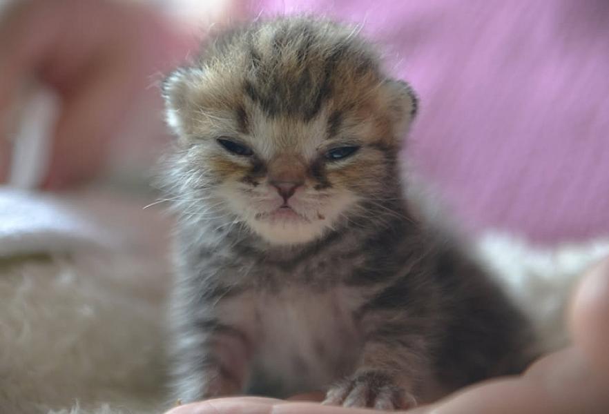 Kattenpraat