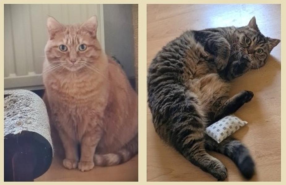 Kattenpraat