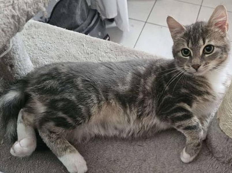 Kattenpraat