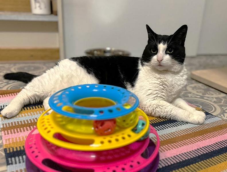 Kattenpraat