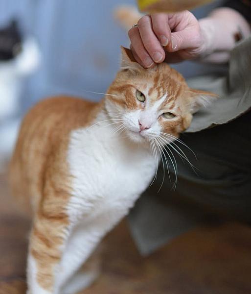 Kattenpraat