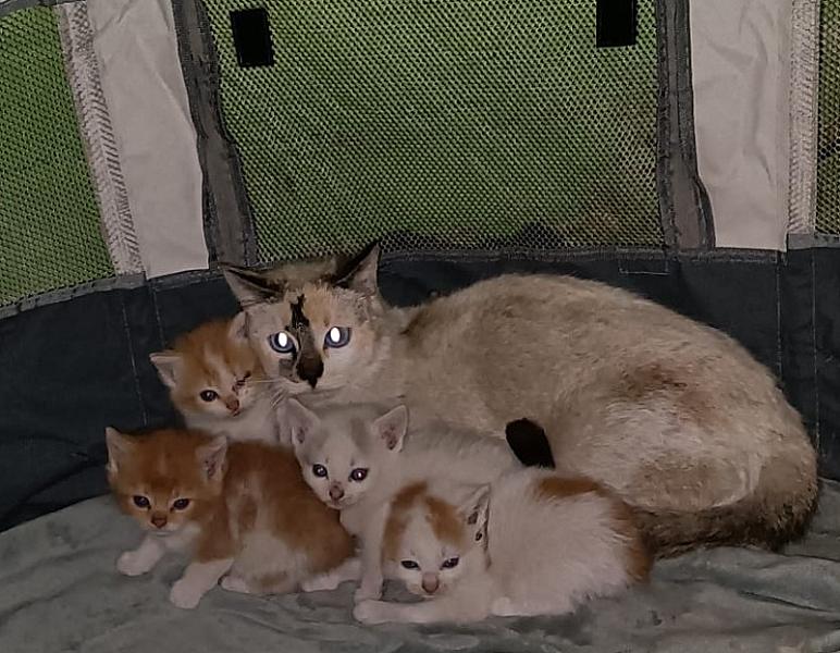 Kattenpraat