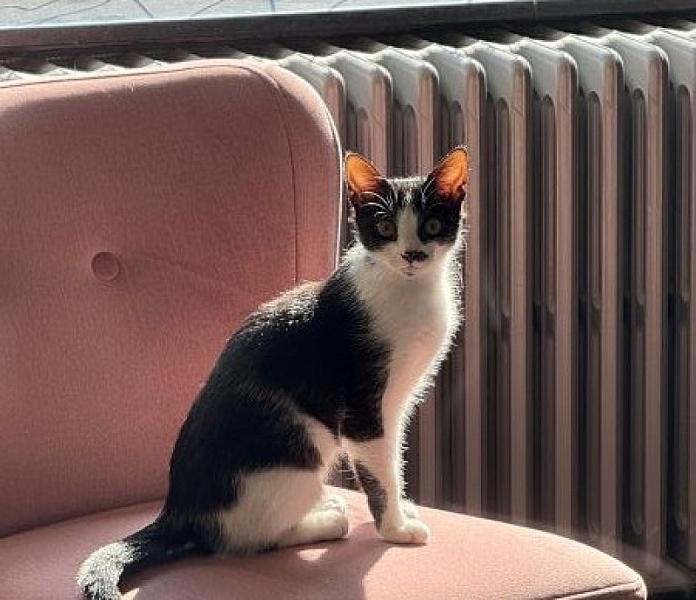 Kattenpraat