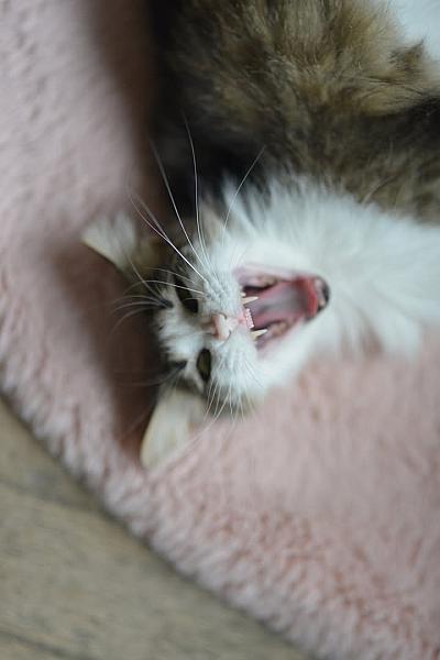 Kattenpraat