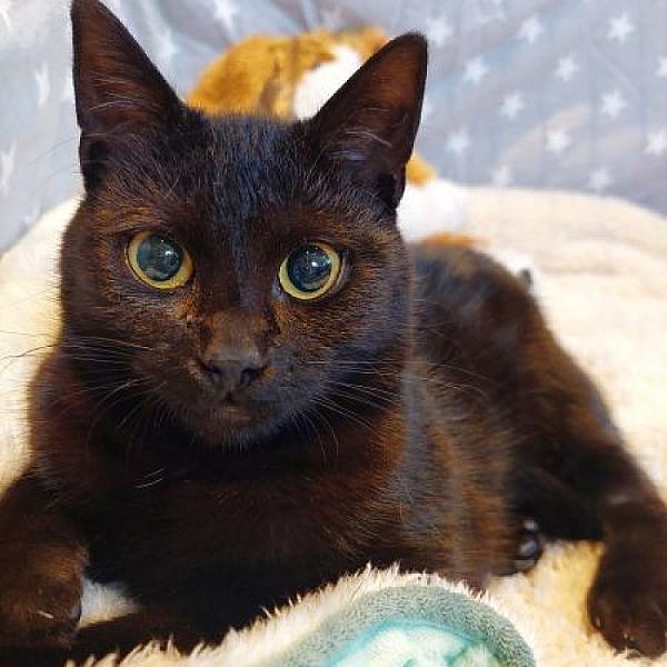 Kattenpraat