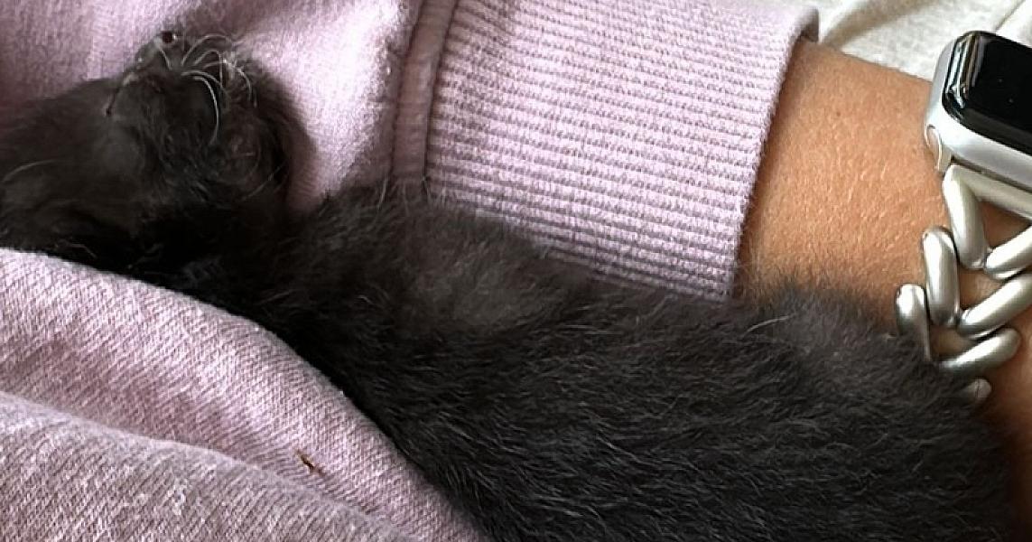 Kattenpraat