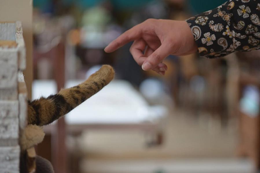 Kattenpraat