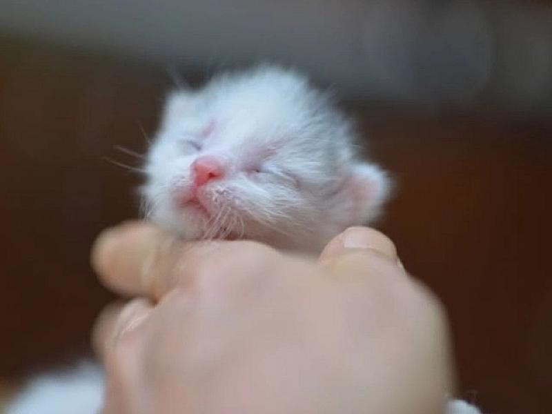 Kattenpraat