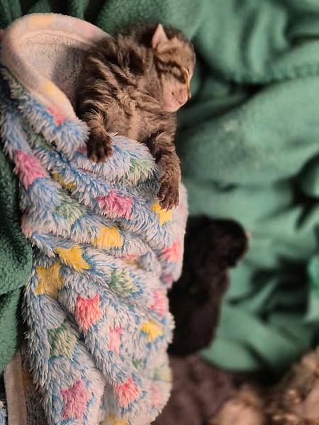 Kattenpraat