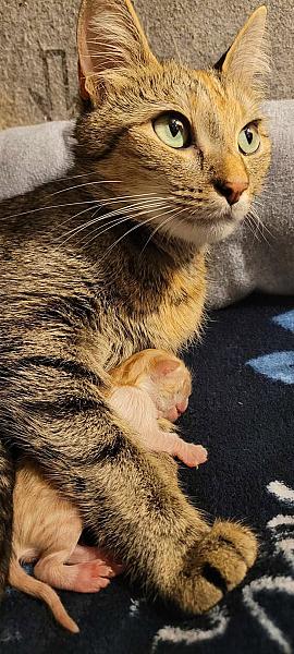 Kattenpraat