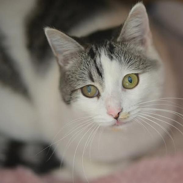 Kattenpraat