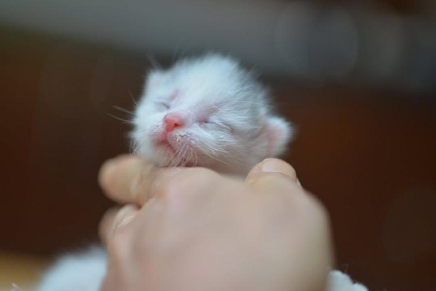 Kattenpraat